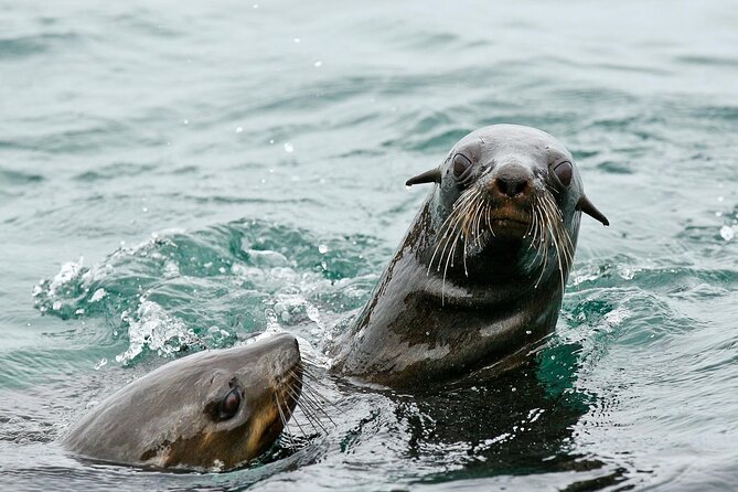 Private Tour: Whale Watching Shared Boat Trip from Cape Town - Elgin’s Apple Country and Houw Hoek Pass