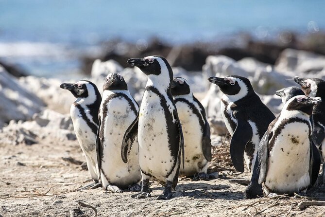 Private Tour: Whale Watching Shared Boat Trip from Cape Town - Preparing for the Hermanus Boat Trip