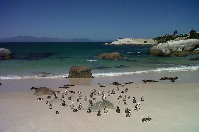 Private Tour with Wine Expert to Cape of Good Hope & Constantia Wine Region - Boulders Beach and the penguin stop