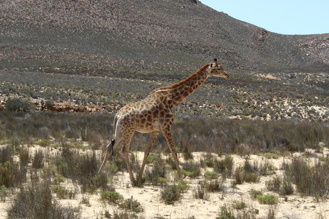 Private Transfer to Safari Big 5 at Aquila from Cape Town Excluding Entry Fees - Why this private Aquila transfer works well