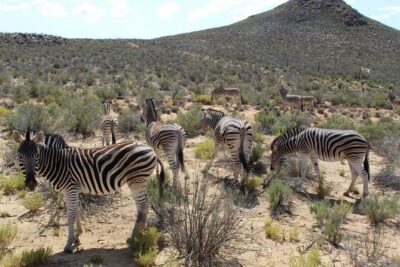 Private Transfer to Safari Big 5 at Aquila from Cape Town Excluding Entry Fees