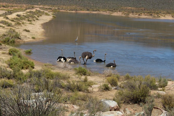 Private Transfer to Safari Big 5 at Aquila from Cape Town Excluding Entry Fees - What the price includes, and what it does not