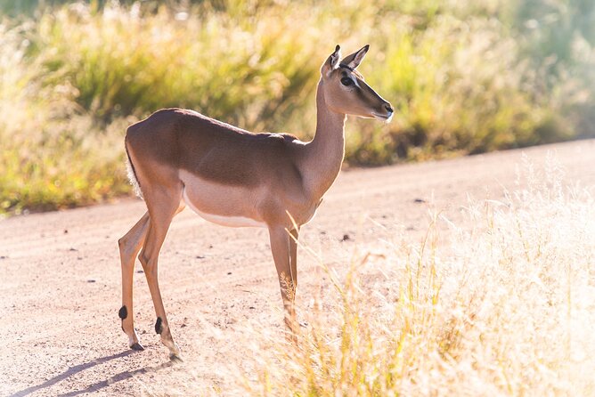 Private Ultimate Pilanesberg Safari from Johannesburg - Midday lunch and a slower pause