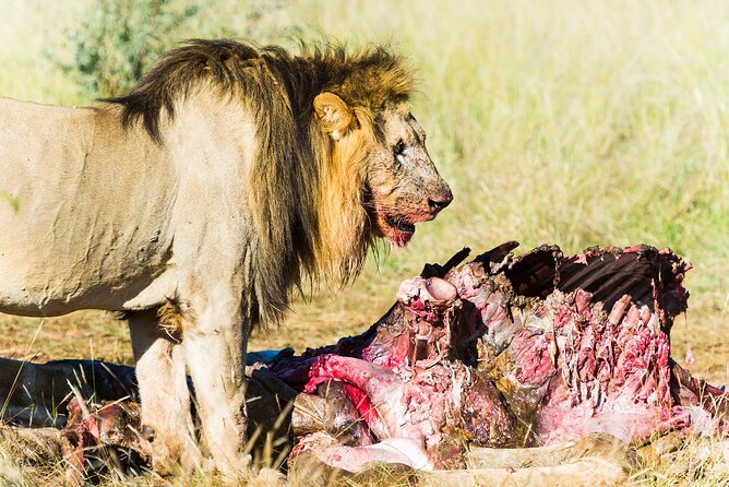 Private Ultimate Pilanesberg Safari from Johannesburg - Afternoon drive: a second chance at the Big Five