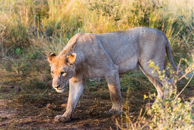 Private Ultimate Pilanesberg Safari from Johannesburg - The private format and vehicle comfort