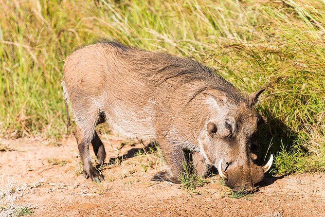 Private Ultimate Pilanesberg Safari from Johannesburg - What the $491.42 price includes