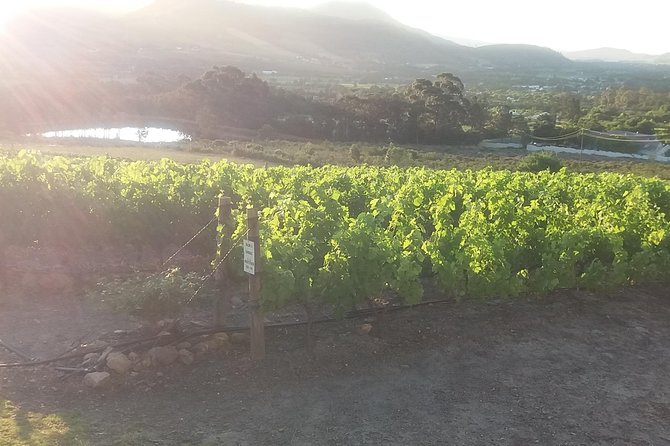 Private Visit to Wineries Stelenbosch from Cape Town Price/Group - Marianne Wine Estate: a smaller tasting with a personal feel