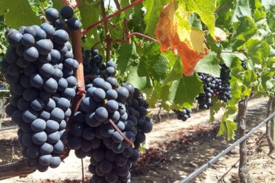 Private Wine Tasting Tour in Constantia, Cape Town