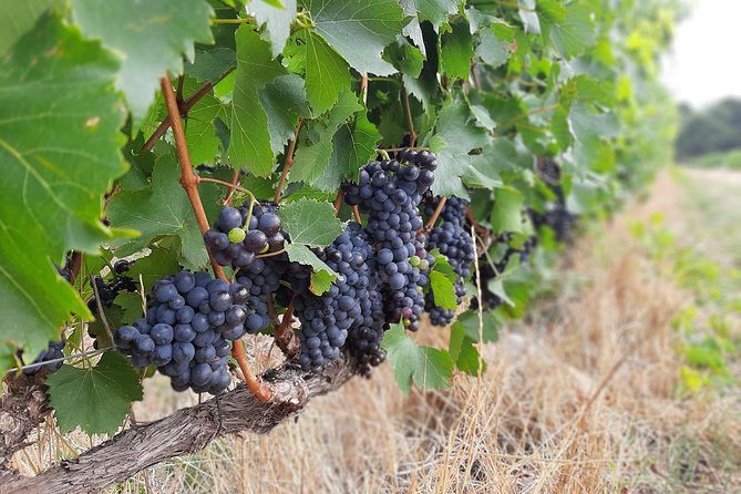 Private Wine Tour of Stellenbosch, Franschhoek and Paarl - Why a private Winelands day makes sense