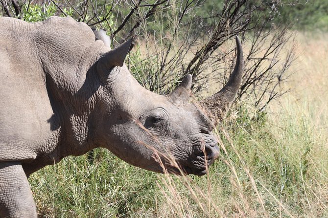 Rhino & Lion Nature Reserve & Wonder Caves - Why this Johannesburg day trip works