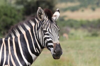 Rhino & Lion Nature Reserve & Wonder Caves