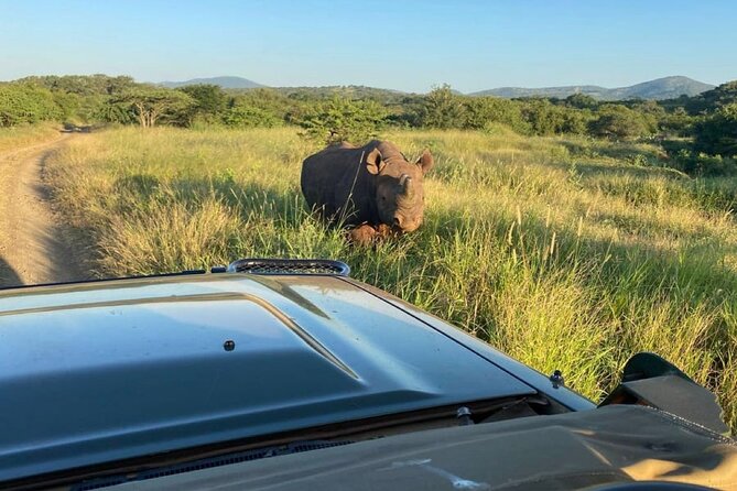 Richards Bay: Big 5 Luxury Safari at Manyoni Private Game Reserve - Your first three-hour game drive at Manyoni