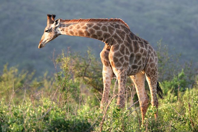 Richards Bay Shore Excursion: Private Small Group Hluhluwe Safari - The early Richards Bay departure matters
