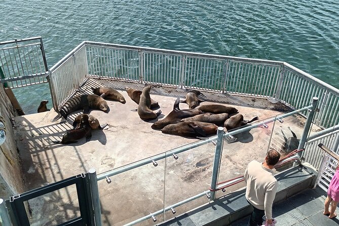 Robben Island Cape Of Good Hope Penguins Including Ferry Ticket - Why this Cape Town day works so well
