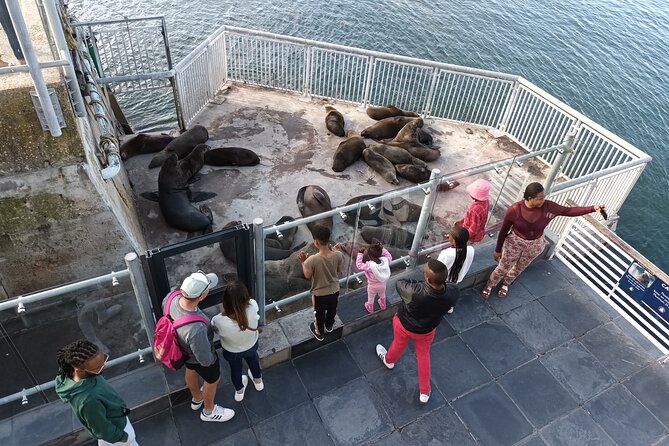Robben Island Cape Of Good Hope Penguins Including Ferry Ticket - What the $191.87 price really covers
