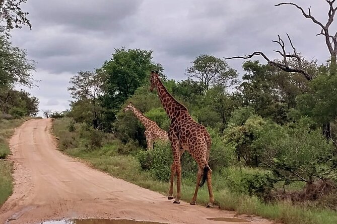 Sabi Sand Sunset Safari - Why a sunset safari is worth considering