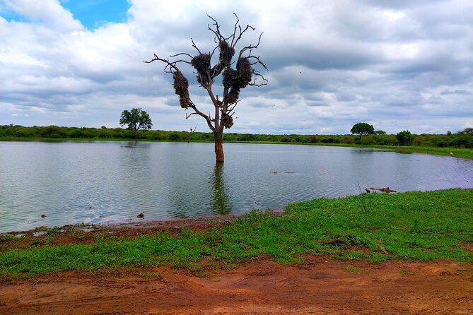 Sabi Sand Sunset Safari - Big Five hopes and realistic expectations