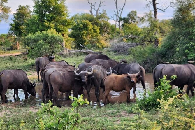 Sabi Sand Sunset Safari - Is $199.55 good value?