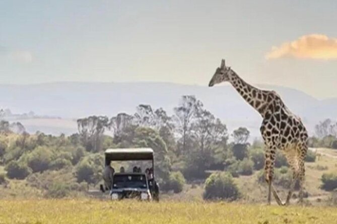 SAFARI Aquila Game Reserve - Round trip + Lunch incl. (Cape Town) - Key points to know before booking