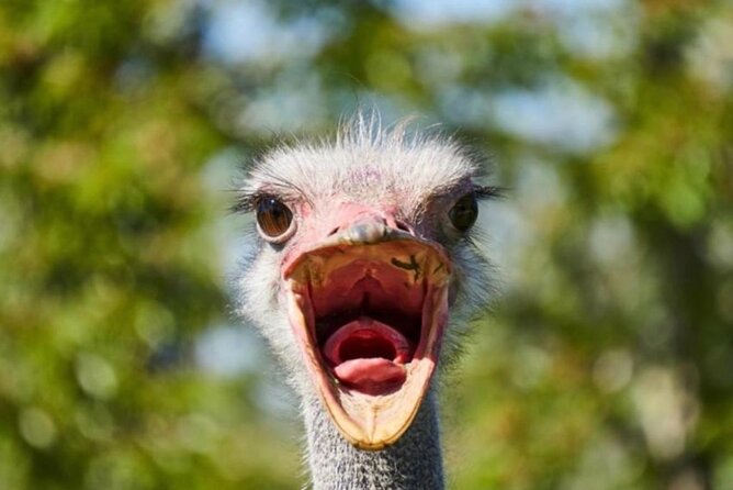 SAFARI Aquila Game Reserve - Round trip + Lunch incl. (Cape Town) - From Cape Town to the Karoo in an air-conditioned vehicle