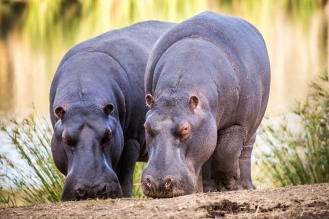 SAFARI Aquila Game Reserve - Round trip + Lunch incl. (Cape Town) - The two-hour open vehicle game drive