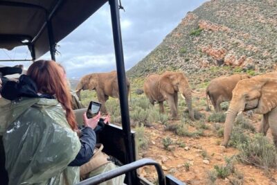 SAFARI Aquila Game Reserve – Round trip + Lunch incl. (Cape Town)