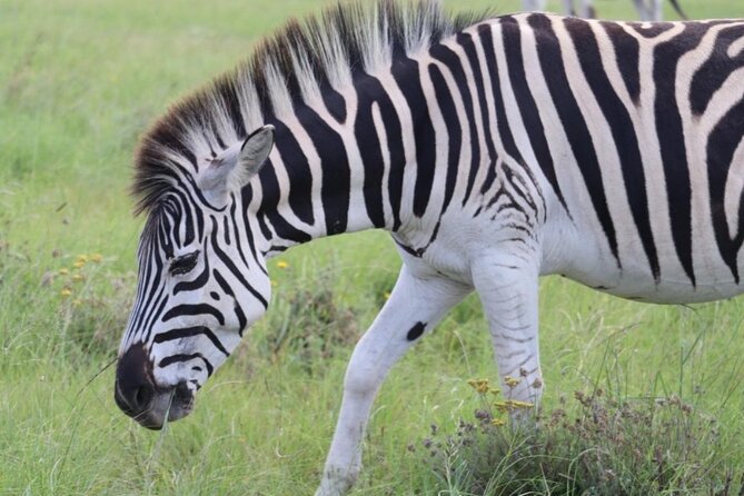 SAFARI Aquila Game Reserve - Round trip + Lunch incl. (Cape Town) - What the scenery adds to the journey