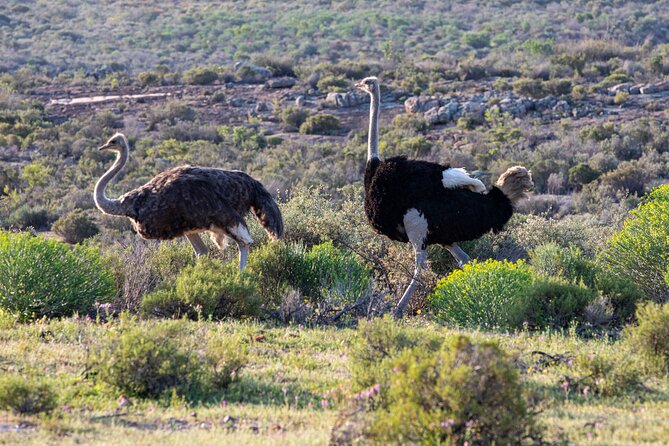Safari Cycle and !Khwa ttu San Heritage Experience - Meeting antelope, zebra, wildebeest, and ostrich