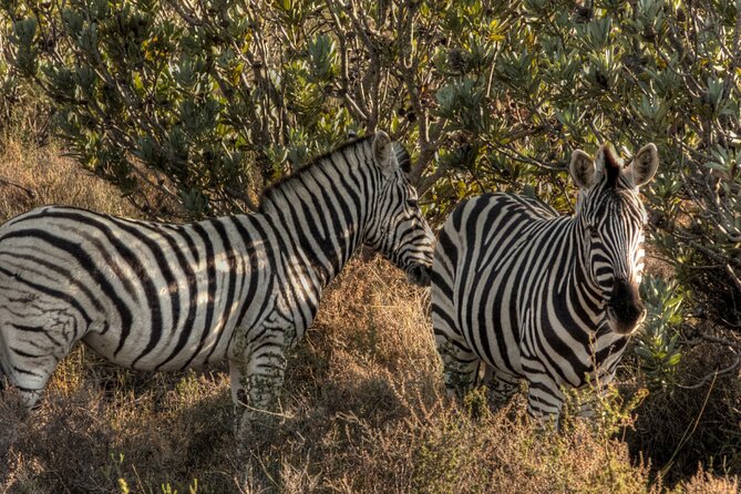 Safari Cycle and !Khwa ttu San Heritage Experience - Is $218.77 a fair price?