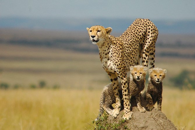 Safari Experience at Rhino & Lion Park - Why the Rhino and Lion Nature Reserve makes sense for a short visit