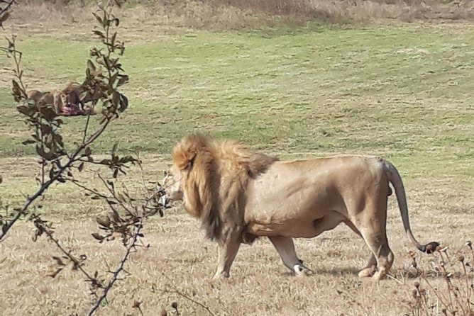 Safari Experience at Rhino & Lion Park - Private touring and the role of the guide