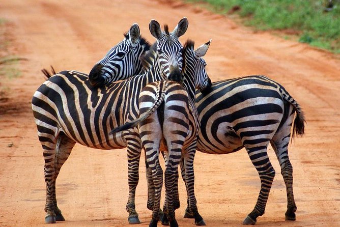 Safari Experience at Rhino & Lion Park - The Cradle of Humankind setting