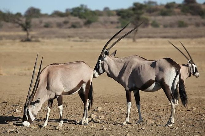 Safari Experience at Rhino & Lion Park - Who will enjoy this safari most?