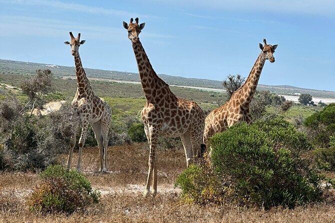 Safari Game Drive - Yzerfontein - A nine-seat Land Cruiser makes a real difference