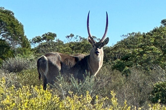 Safari Game Drive - Yzerfontein - What you may see inside the reserve