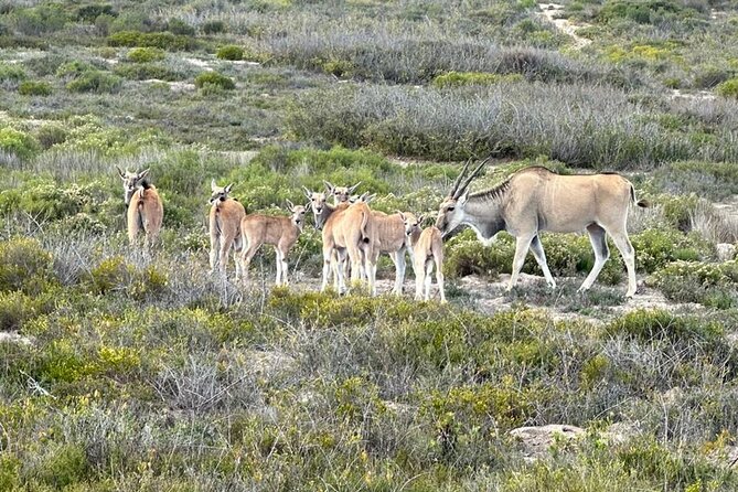 Safari Game Drive - Yzerfontein - The salt-pan break halfway through