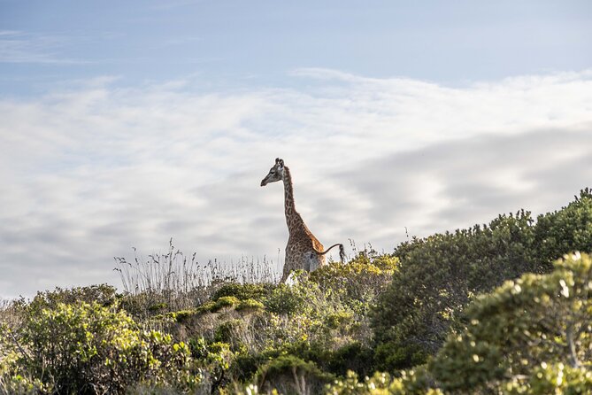 Safari Game Drive - Yzerfontein - Family suitability and who will enjoy it most