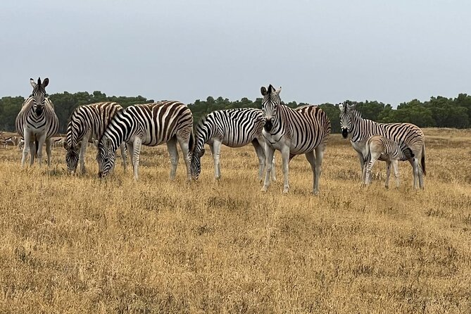 Safari Game Drive - Yzerfontein - Is the $28.74 price good value?