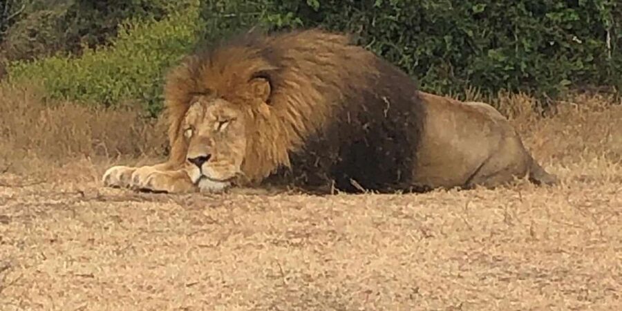 Safari into Schotia Half Day Tour - The braai lunch adds real value