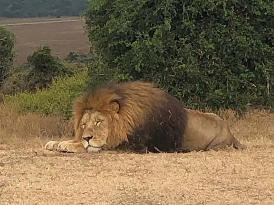 Safari into Schotia Half Day Tour - What the $168 price really buys