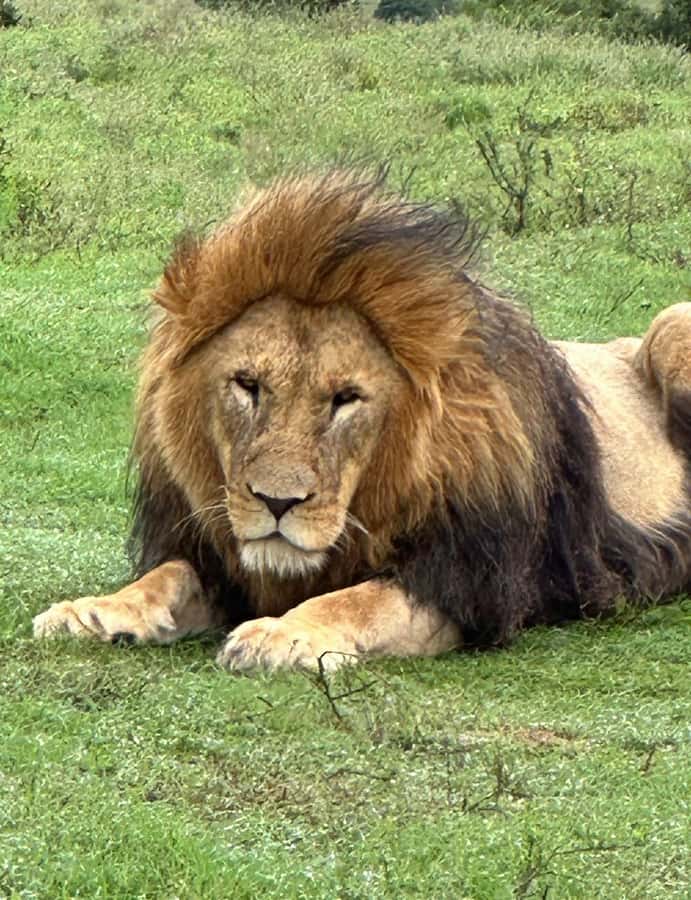 Safari into Schotia Half Day Tour - Practical details for a comfortable outing