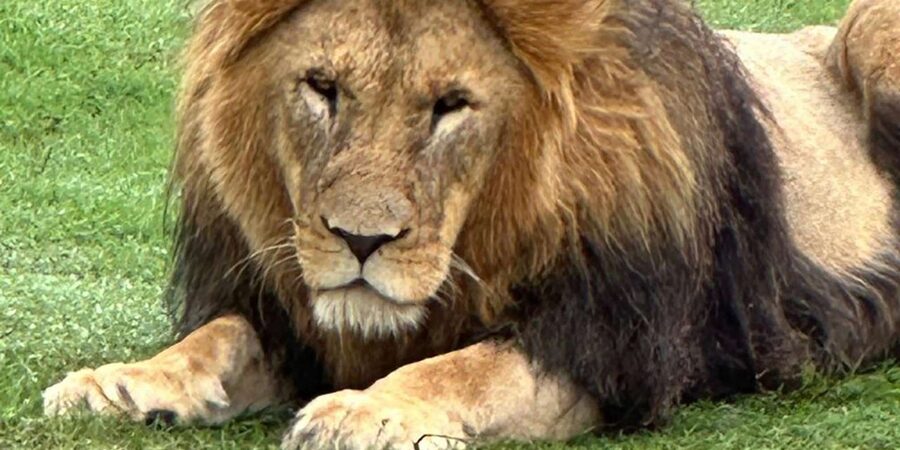 Safari into Schotia Half Day Tour - Should you book Safari into Schotia?