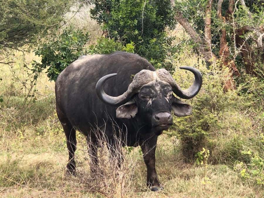 Safari Kruger National Park from Maputo - Key points at a glance