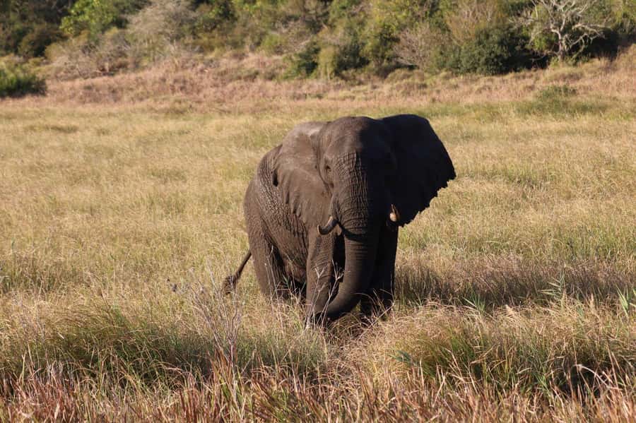 Safari Kruger National Park from Maputo - Why this safari works from Maputo