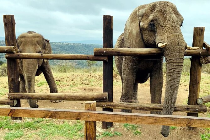 Safari & PheZulu Village Day Tour from Durban - Why this Durban day tour works