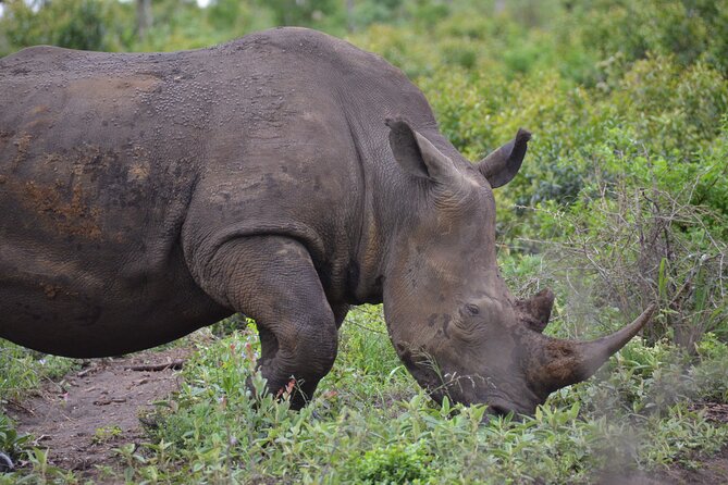 Safari & PheZulu Village Day Tour from Durban - Natal Lion Park: a strong start with lions and elephants