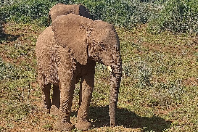 Schotia Big 5 Safari Port Elizabeth (optional accommodation) - Key points to know before booking