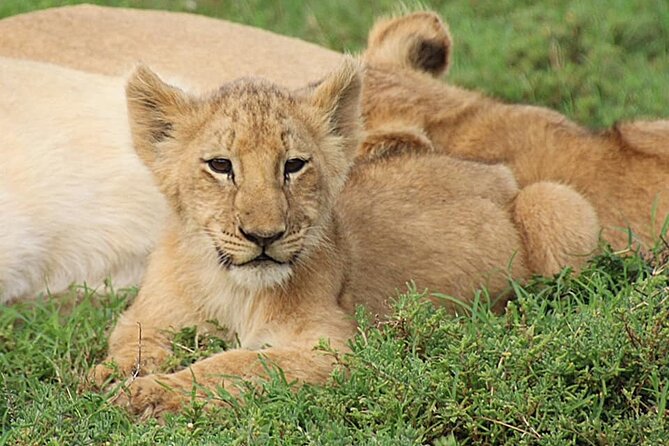 Schotia Big 5 Safari Port Elizabeth (optional accommodation) - The first two hours in the open safari vehicle