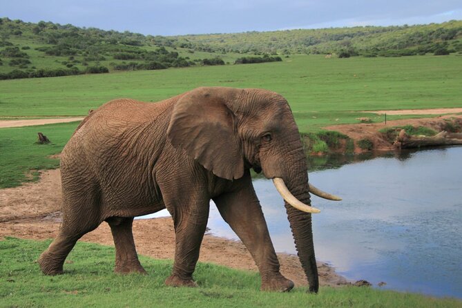 Schotia Big 5 Safari Port Elizabeth (optional accommodation) - Another two hours among the reserve animals