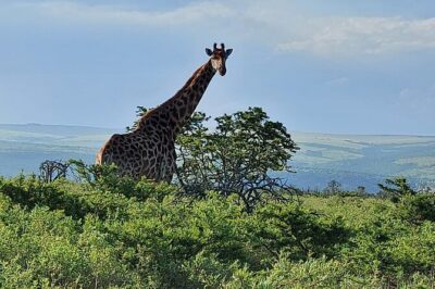 Schotia Big 5 Safari Port Elizabeth (optional accommodation)